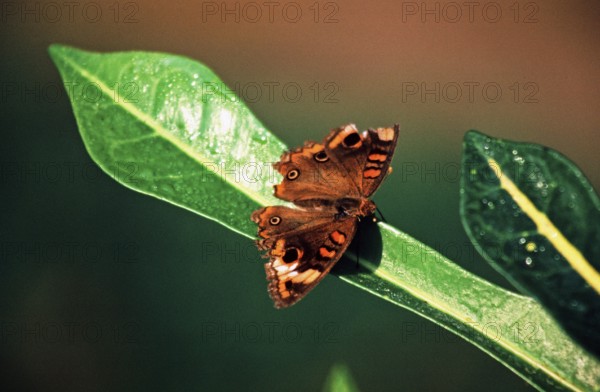Butterfly near Iquitos, Amazon region, Peru, South America, September 1997, vintage, retro, old, historic