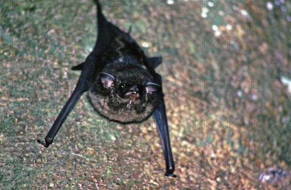 Bat, Amazon region near Iquitos, Peru, South America, September 1997, vintage, retro, old, historic