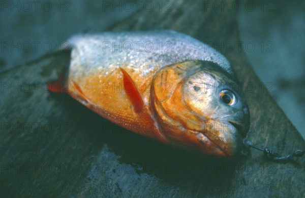 Dead piranha, Amazon region near Iquitos, Peru, South America, September 1997, vintage, retro, old, historic