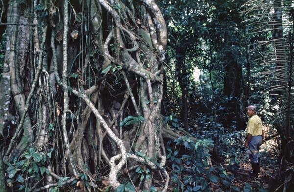 Roots, jungle, man, Amazon region near Iquitos, Peru, South America, September 1997, vintage, retro, old, historic