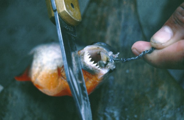 A piranha caught at Iquitos shows his teeth, Amazon region, Peru, South America, September 1997, vintage, retro, old, historic