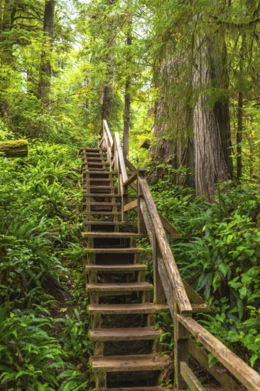 Wooden staircase winding its way up through a vibrant rainforest, showcasing the natural beauty and tranquility of ucluelet, british columbia