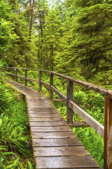 Winding through a vibrant green rainforest in ucluelet, a wet wooden boardwalk highlights the natural beauty and tranquility of vancouver island's pacific northwest