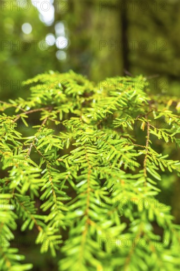 Close up of vibrant western hemlock branches thriving in the lush rainforest along a scenic trail near ucluelet on vancouver island, british columbia