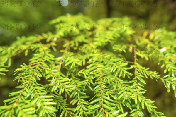 Close up of western hemlock branches displaying vibrant green needles, capturing the essence of a lush rainforest ecosystem in ucluelet, vancouver island, canada