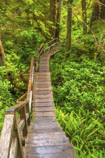 Wooden hiking trail winding its way through a vibrant rainforest in ucluelet, on vancouver island, british columbia, canada, showcasing the natural beauty and tranquility of pacific northwest