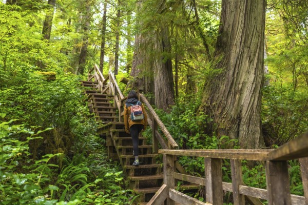Female tourist with backpack walking up wooden stairs in lush rainforest trail in ucluelet, british columbia, enjoying peaceful nature and exploring natural wonders
