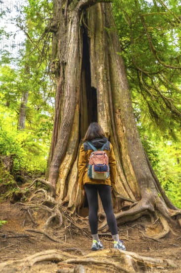Female hiker with a backpack stands at the base of a massive, hollowed out cedar tree, marveling at its size and the lush rainforest surroundings on a trail in ucluelet, vancouver island