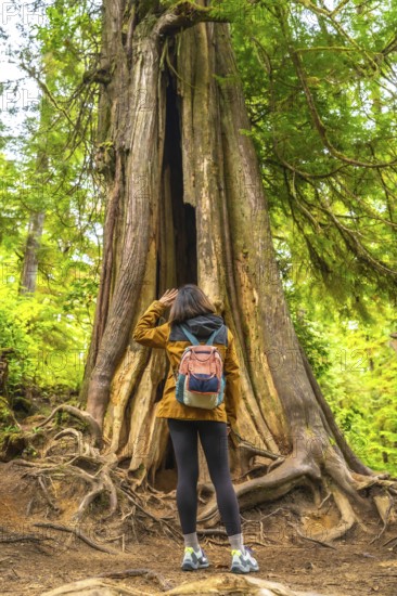 Tourist admiring a giant cedar tree with exposed roots along a rainforest trail in ucluelet, vancouver island, highlighting the beauty of nature and ecotourism