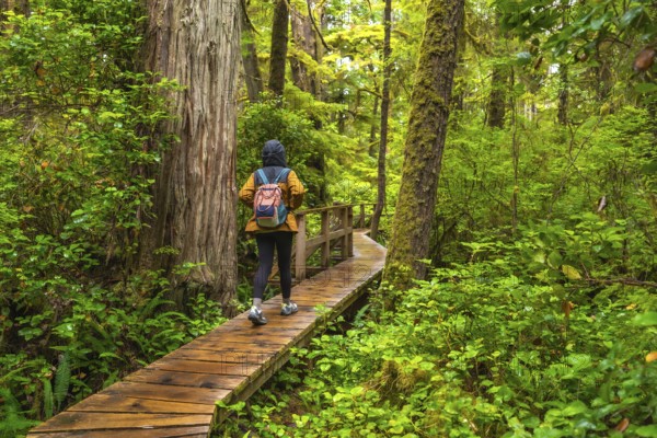 Female tourist walking alone along a wooden boardwalk path through a lush rainforest near ucluelet, british columbia, immersing in nature's tranquility and beauty