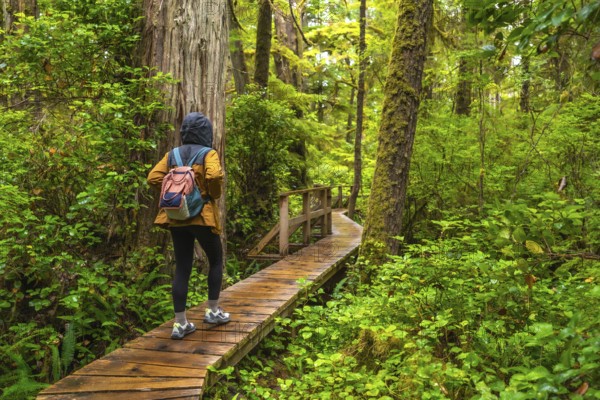 Female tourist wearing a yellow jacket and backpack walking on a wooden path enjoying the rainforest trail in the town of ucluelet on vancouver island, british columbia, canada