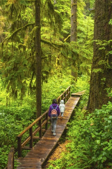 Tourists enjoying a peaceful hike through a lush rainforest on a wooden boardwalk trail, surrounded by vibrant green moss covered trees and ferns in ucluelet, british columbia