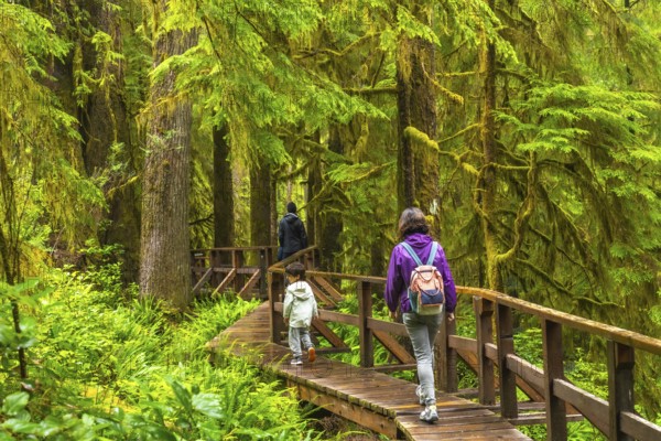 Tourists enjoying a leisurely walk through a lush rainforest on a wooden walkway, surrounded by vibrant green moss covered trees and ferns in ucluelet, british columbia
