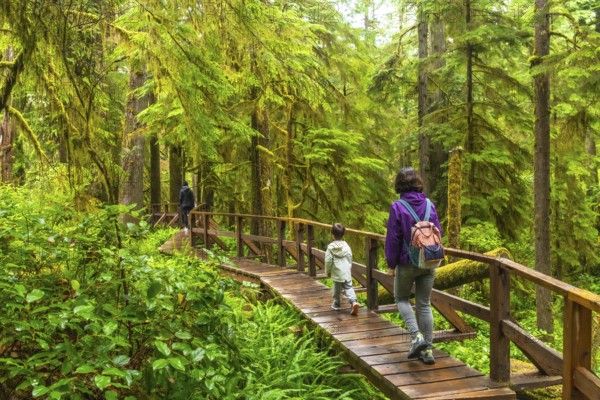Tourists enjoying a hike through a lush rainforest on a wooden walkway, surrounded by vibrant green moss covered trees and ferns, experiencing the natural beauty of ucluelet, vancouver island