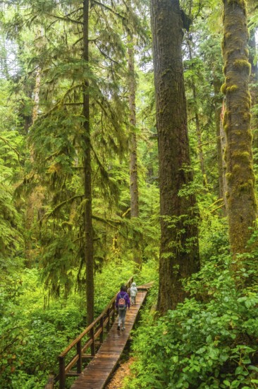 Tourists enjoying a lush green rainforest walk along a wooden boardwalk trail in ucluelet, a small district municipality on the west coast of vancouver island in british columbia, canada