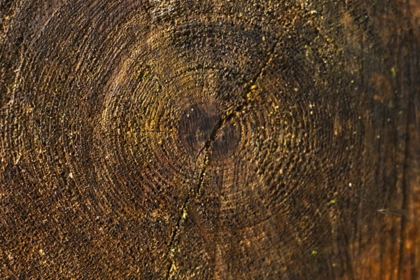 Close up view of a tree trunk cross section revealing intricate growth rings, a prominent crack, and rich wood texture in a lush rainforest setting