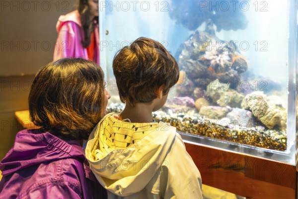 Mother and her son are captivated by the wonders of the ocean, observing a diverse array of marine life within a large aquarium tank, creating a memorable learning experience