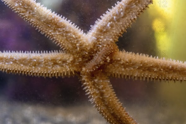 Close up view of a starfish gripping the glass of an aquarium tank, revealing intricate details of its tube feet and spines, highlighting the beauty of marine life and underwater ecosystems