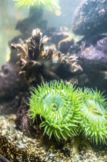 Giant green sea anemone anthopleura xanthogrammica growing on a rock in a large aquarium with other marine life forms, creating a captivating underwater scene