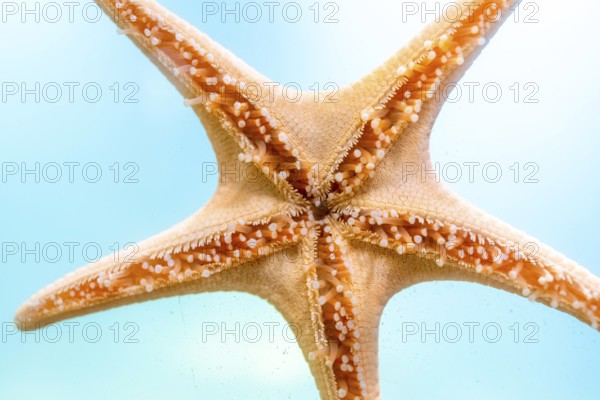 Close up of a starfish clinging to the glass wall of an aquarium, its intricate details and vibrant orange color standing out against the clear turquoise water