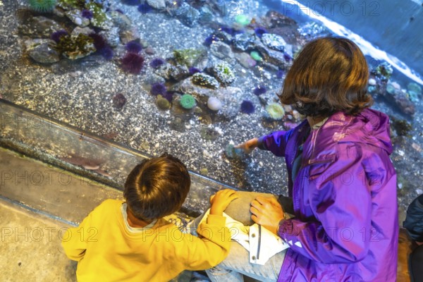 Mother and son enjoying interactive experience. Pointing at sea creatures in touch tank. Learning about ocean life during family visit to public aquarium. Promoting marine conservation and education