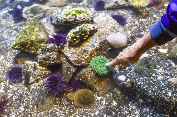 Child's finger pointing at a vibrant green sea anemone in a shallow touch tank filled with marine life, including purple sea urchins and algae covered rocks