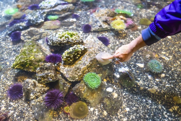 Child's hand reaches into a tide pool aquarium, gently touching a rock amidst sea anemones, sea urchins, and other marine life, fostering curiosity and connection with nature