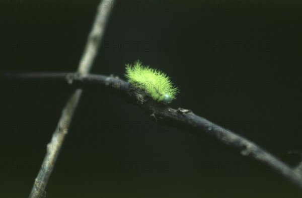 Caterpillar in Tambopata National Park in the Amazon Basin, Peru, South America, September 1997, vintage, retro, old, historic