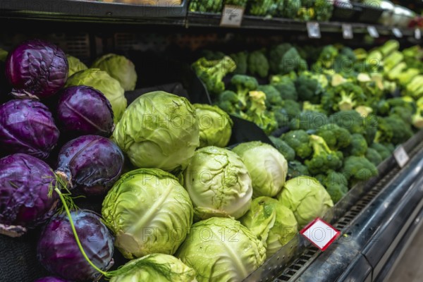 Fresh green and red cabbages and broccoli heads are neatly arranged on a refrigerated shelf in a supermarket, offering a colorful and healthy selection for shoppers seeking fresh produce