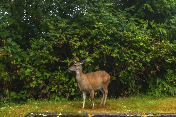 Young deer stands gracefully on a grassy patch in ucluelet, vancouver island, with a backdrop of vibrant green foliage, showcasing the serene beauty of the natural environment