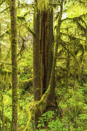 Lush green moss thrives on trees along the rainforest trail near ucluelet on vancouver island, showcasing the vibrant beauty of a temperate rainforest ecosystem