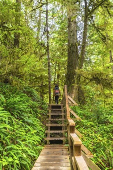 Wooden path with stairs and railings going through a lush green rainforest in ucluelet, a small town on vancouver island, british columbia, canada, with a female tourist walking up the stairs