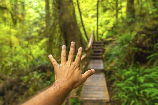 Hand reaching toward wooden stairs leading into a lush green rainforest trail in ucluelet, vancouver island, canada, inviting adventure among vibrant mossy trees and ferns