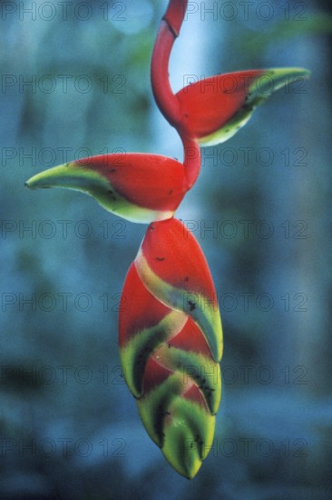 Colourful bloom in Tambopata National Park in the Amazon Basin, Peru, South America, September 1997, vintage, retro, old, historic