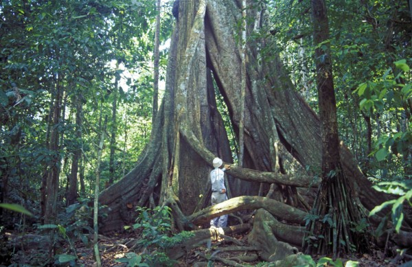 Man standing in front of giant trees in Tambopata National Park in the Amazon Basin, board roots, Peru, South America, September 1997, vintage, retro, old, historic