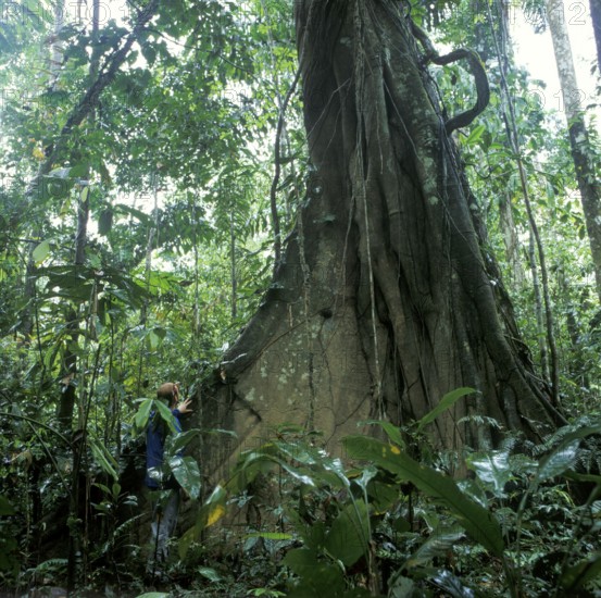 Man standing in front of giant trees in Tambopata National Park in the Amazon Basin, Peru, South America, September 1997, vintage, retro, old, historic