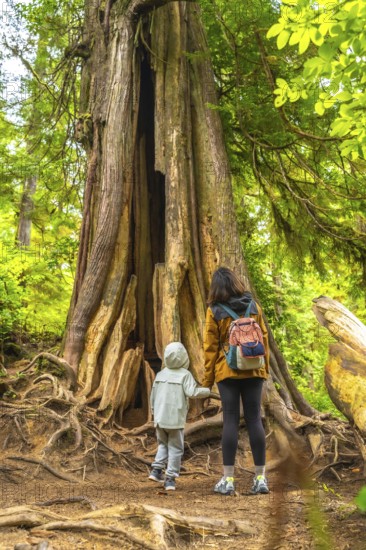 Mother and child marveling at a giant hollow western red cedar tree while exploring a rainforest trail in ucluelet, vancouver island on a summer day