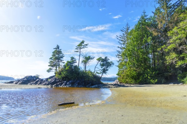 Coniferous trees growing on a small island near a sandy beach in tofino, vancouver island, british columbia, canada, during a sunny summer day, with a blue sky and some clouds