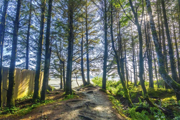 Sunlight filters through a lush green forest, illuminating a sandy path leading to a serene beach in tofino, vancouver island, creating a tranquil and inviting scene