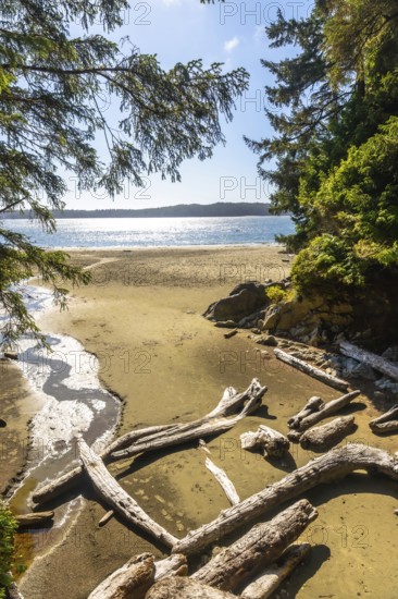 Sun is shining on a beautiful empty beach in tofino, british columbia, with driftwood logs scattered on the sand, creating a serene and peaceful scene