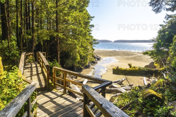 Sunlight filters through lush trees onto a wooden boardwalk, leading to a tranquil sandy beach in tofino, vancouver island, creating a serene coastal scene