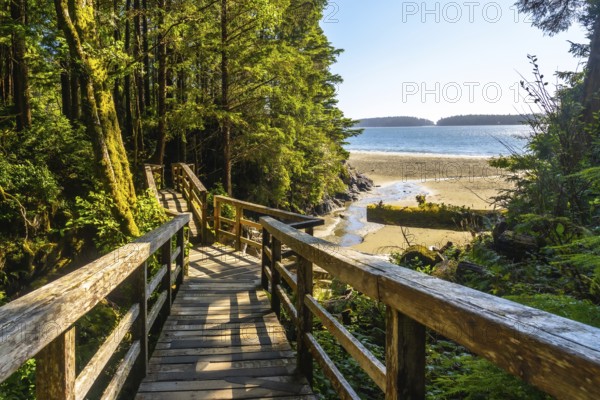 Sunlight filters through lush rainforest canopy, illuminating a wooden boardwalk descending towards a tranquil sandy beach in tofino, creating a serene coastal scene