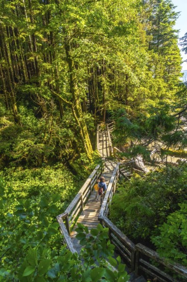 Two tourists are enjoying a leisurely walk on a wooden footbridge, surrounded by the vibrant green canopy of a lush rainforest near tofino, british columbia
