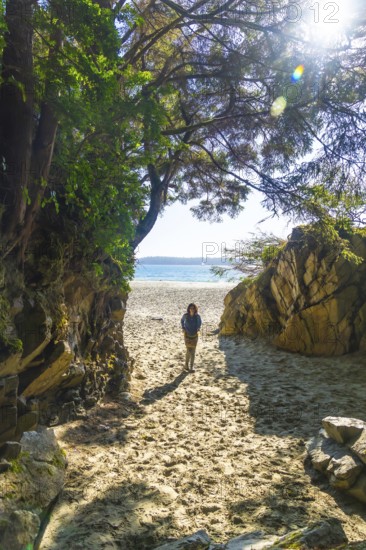 Sun shining through trees on tourist walking on sandy path leading to beach on beautiful summer day in tofino, vancouver island, british columbia, canada