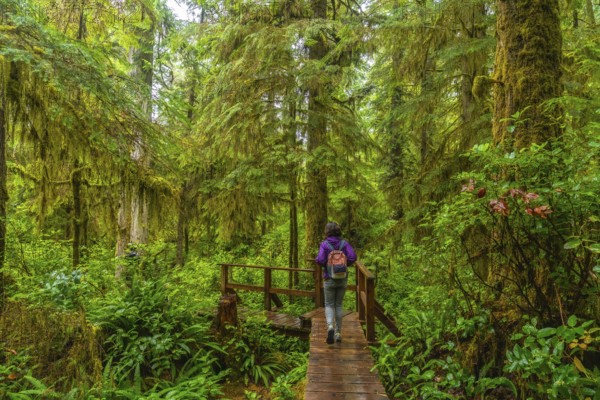 Female tourist with backpack walking on wooden path in rainforest trail near ucluelet on vancouver island, british columbia, enjoying lush green vegetation and tranquility of nature