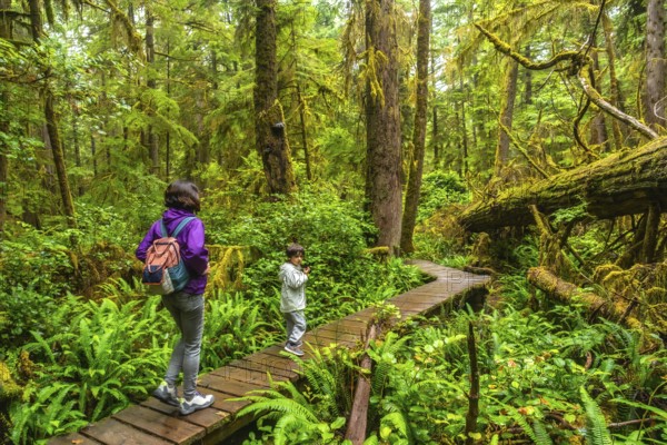 Tourists walking along a lush rainforest trail near ucluelet on vancouver island, canada, are immersing themselves in the tranquility and beauty of the vibrant natural surroundings