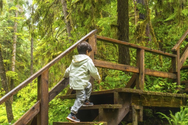 Young child ascending wooden steps on a lush rainforest trail, surrounded by vibrant green foliage and towering trees on vancouver island, british columbia, canada, exploring nature's beauty