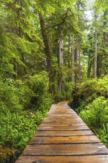 Wooden boardwalk winding through a lush green rainforest in ucluelet, british columbia, provides a peaceful retreat into nature's vibrant ecosystem and breathtaking scenery