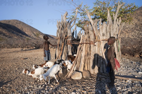 Himba goat barn, traditional Himba village in the savanna, arid countryside, Kaokoveld, Kunene, Namibia
