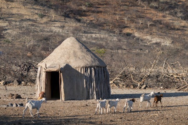 Hut and goats, Himba, traditional Himba village in the savanna, arid countryside, Kaokoveld, Kunene, Namibia